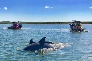 Dolphin tours at Hilton Head Island